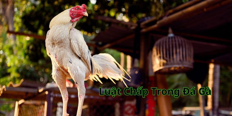 Luật Chấp Trong Đá Gà - Giải Mã Bí Quyết Chiến Thắng New88
